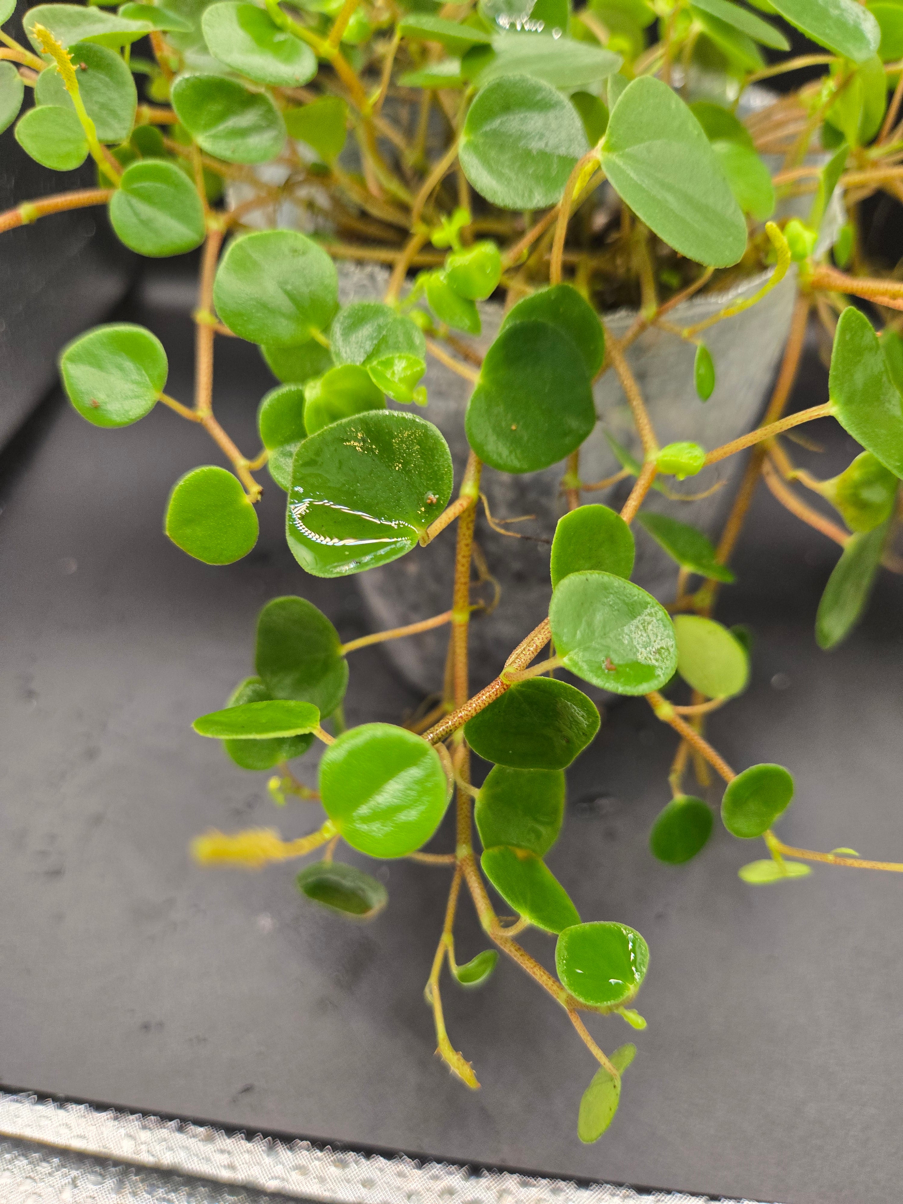 Peperomia sp orellana