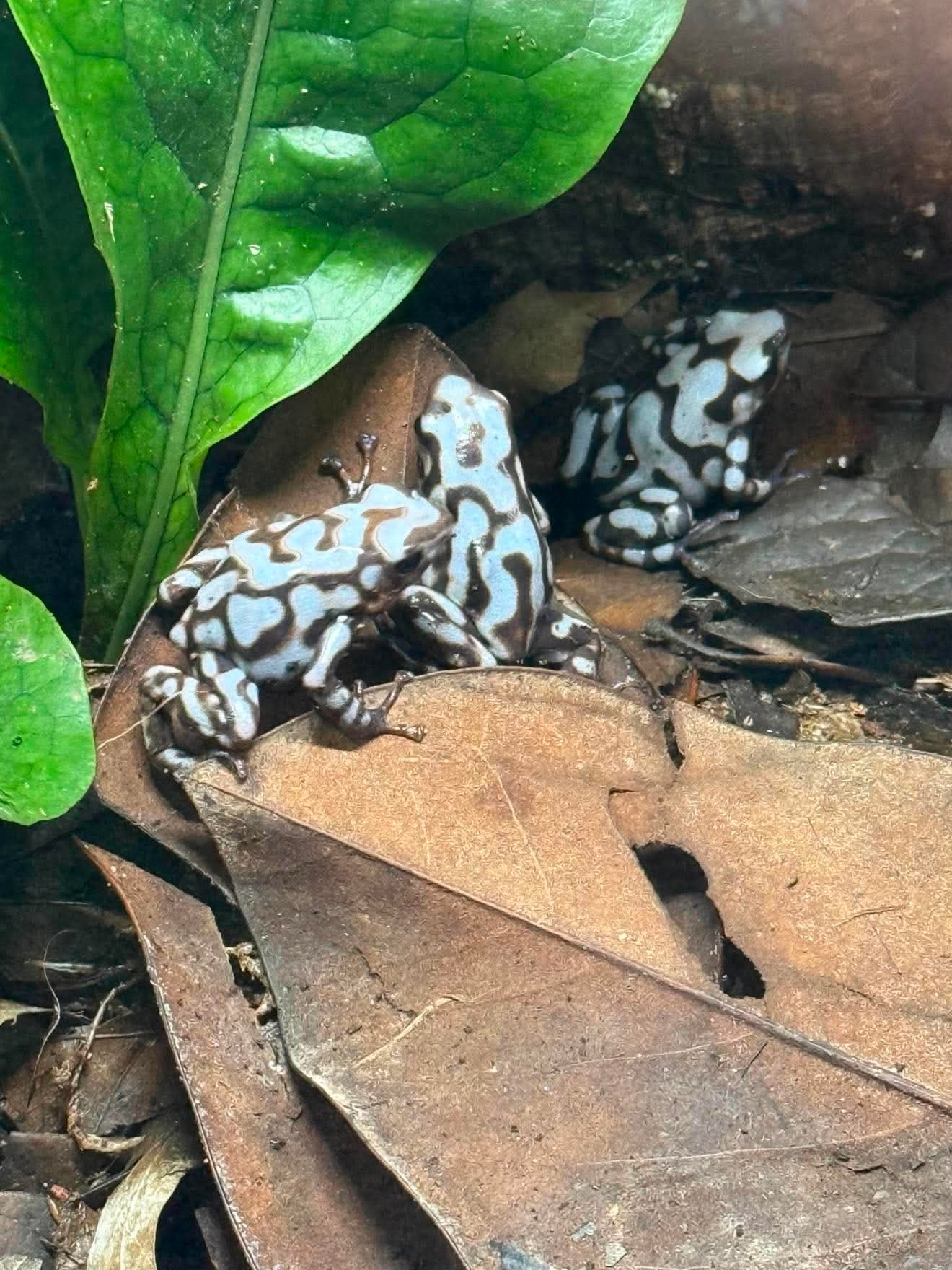 Dendrobates auratus "pena blanca"