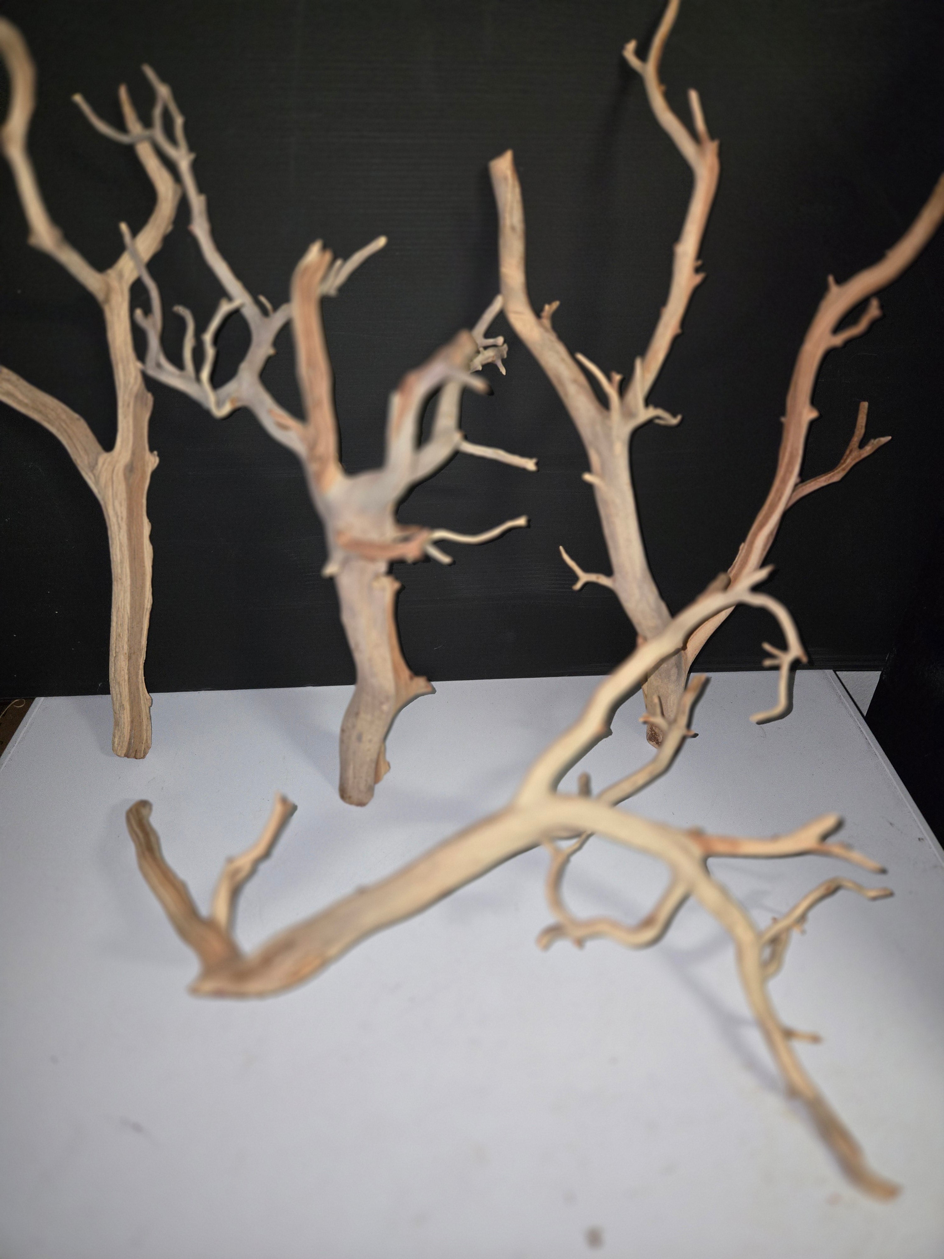 Ghostwood