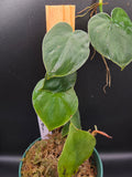 Philodendron werneri mini