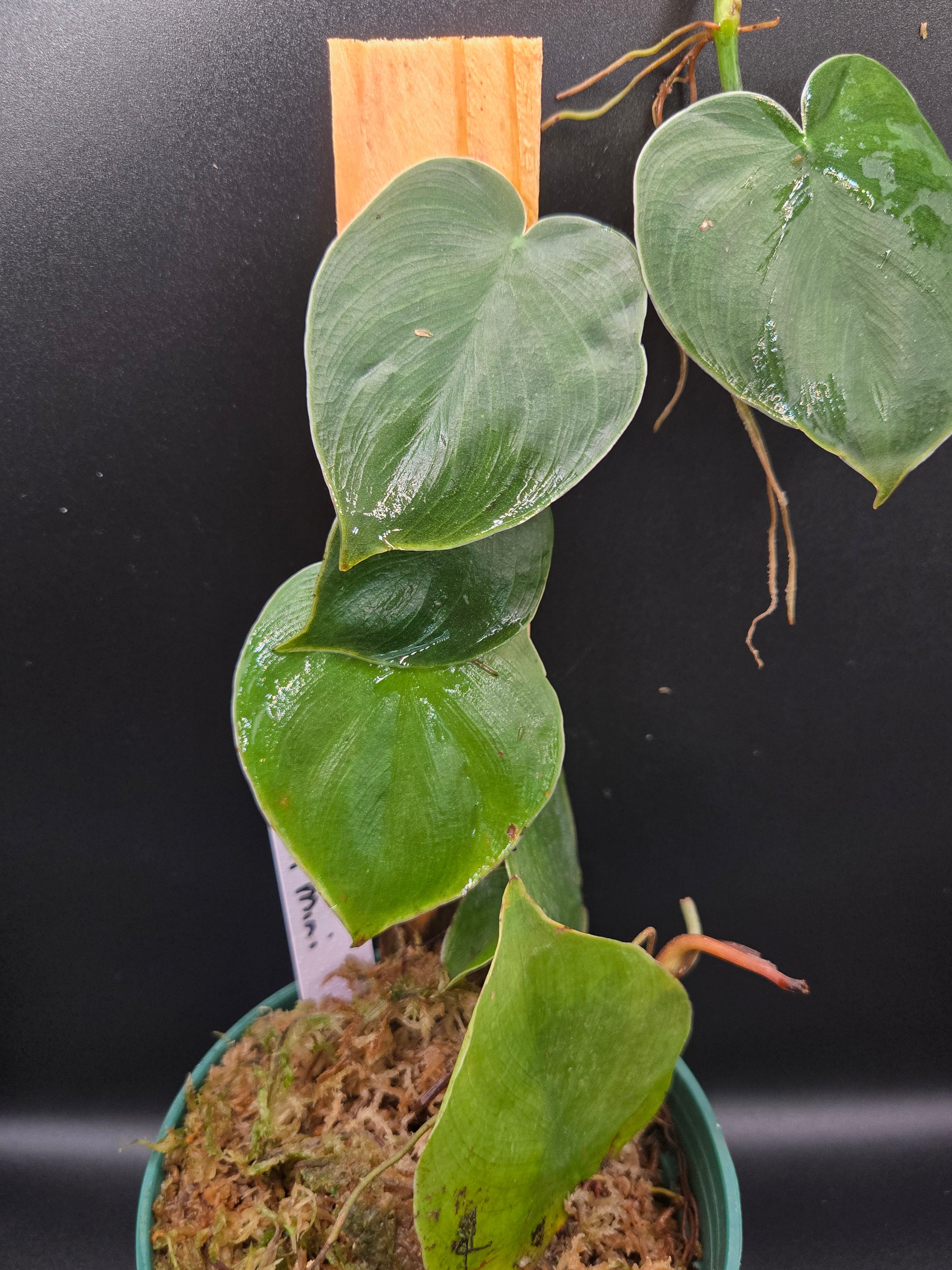 Philodendron werneri mini